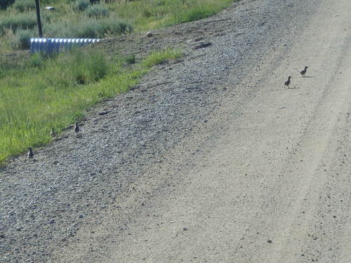 GDMBR: These are the ptarmigan's 5 chicks.